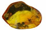 Two Fossil Spiders (Araneae) In Baltic Amber #123364-3